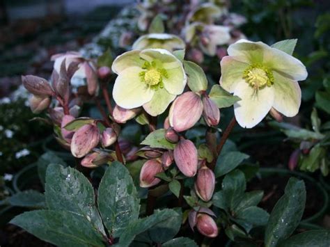 Hellebores Add Winter Interest to Gardens | HGTV