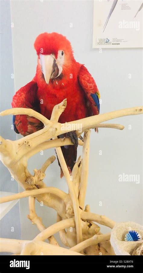 Baby scarlet macaw hi-res stock photography and images - Alamy