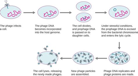 The Viral Life Cycle | Microbiology | | Course Hero