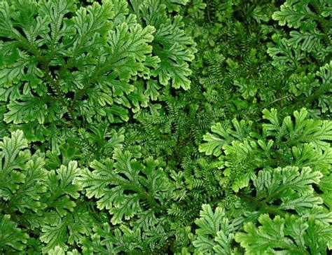 Selaginella Plant Care & Growing Guide | Plantly