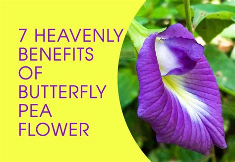 7 heavenly butterfly pea flower benefits – Artofit