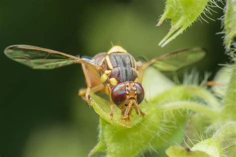 Bactrocera sp - Hama Lalat Buah Pada Tanaman Hortikultura