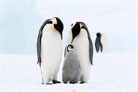 New Study Says 65% of All Antarctic Wildlife Could Disappear by 2100 - Brightly