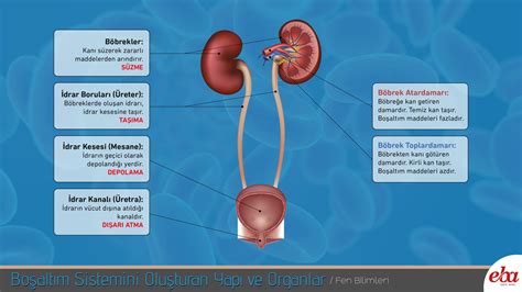 Boşaltım Sistemini Oluşturan Yapı ve Organ Posteri