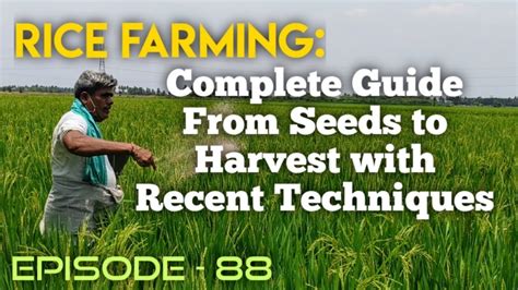 Rice Farming: Complete Guide from Seeds to Harvest with Recent ...