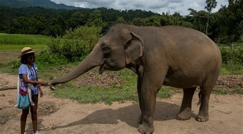 Chiang Mai, Thailand - Elephant kingdom... - TravellerNomads