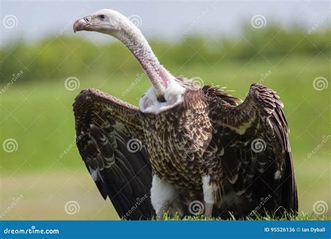 Gierportret De Roofvogel Van De Ruppell` S Griffon Gier Scaveng Stock ...