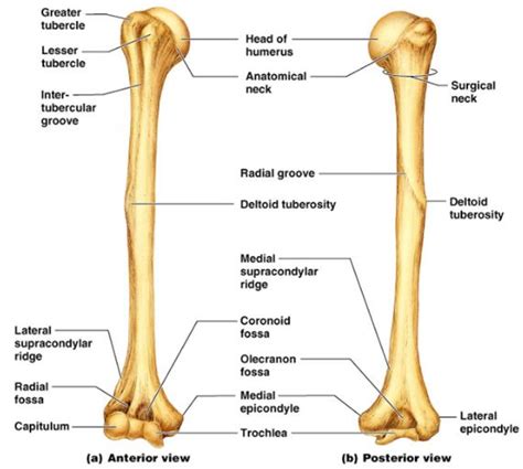 humerus anatomy