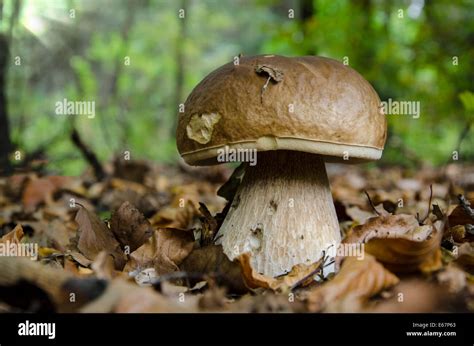 edible mushrooms in the grass and leaves Stock Photo - Alamy