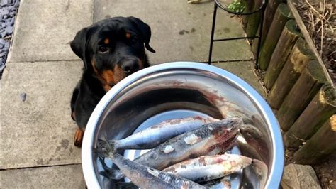 Can Dogs Eat Raw Fish? - YouTube