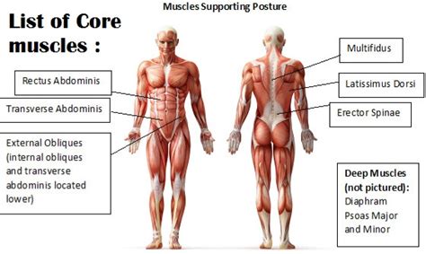 List of Core muscles: Major, Minor Muscles List, Function