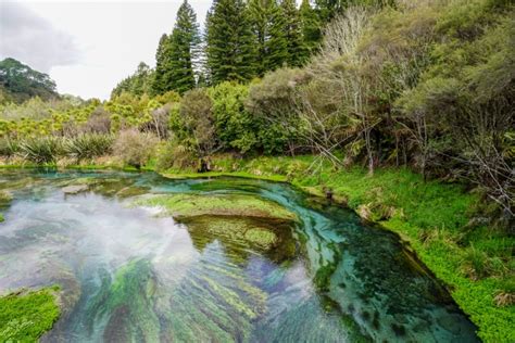 Putaruru Blue Springs: Te Waihou Walkway - Waikato's best kept secret.