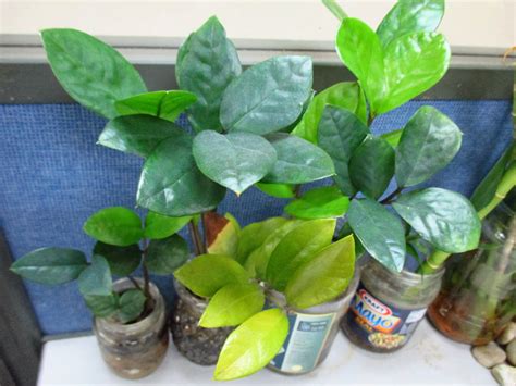 Garden Chronicles: Indoor Plants - Office Cubicle