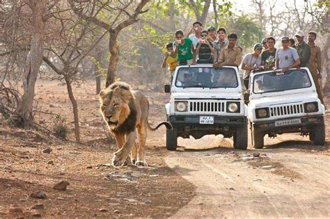 Jungle Safari in India – Book Wild Safari in India