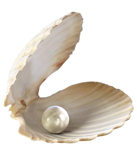 Seashell Desktop Wallpaper Clip art - seashells png download - 1419*1600 - Free Transparent ...