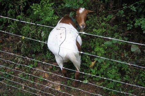 Best Electric Fence For Goats • Fence Ideas Site