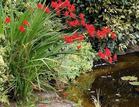 Crocosmia Plant Growing & Care Guide for Gardeners