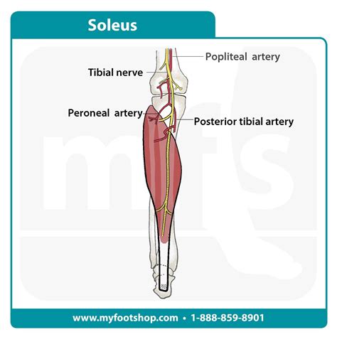 Soleus Muscle | Lower extremity anatomy | MyFootShop.com