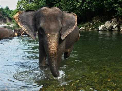 Video of the Day: Elephants Swimming in Pool - Bird In Flight