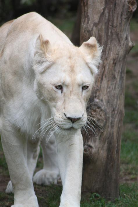 White Lioness III by Citron--Vert on DeviantArt