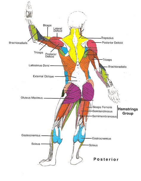 Muscle Tone - tasprojectstress.weebly.com