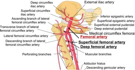 Femoral Artery And Vein Location