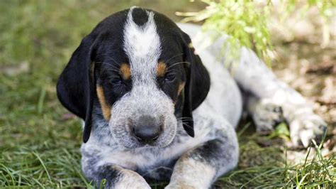 Bluetick Coonhound - Price, Temperament, Life span