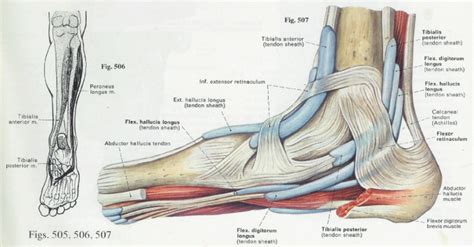 Foot Anatomy and Function | पाद | pāda - Elliots World