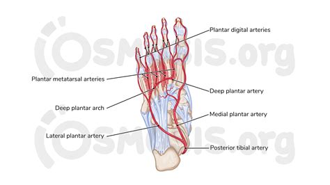 Plantar Foot Anatomy Nerves