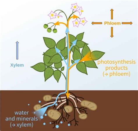 Hands-on Activities to Study the Plant Vascular System - Kristin Moon Science