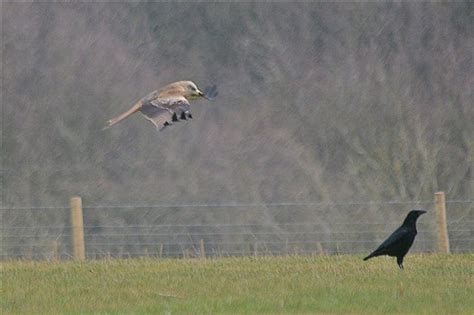 Is this a Raven? - Identify this - Wildlife - The RSPB Community