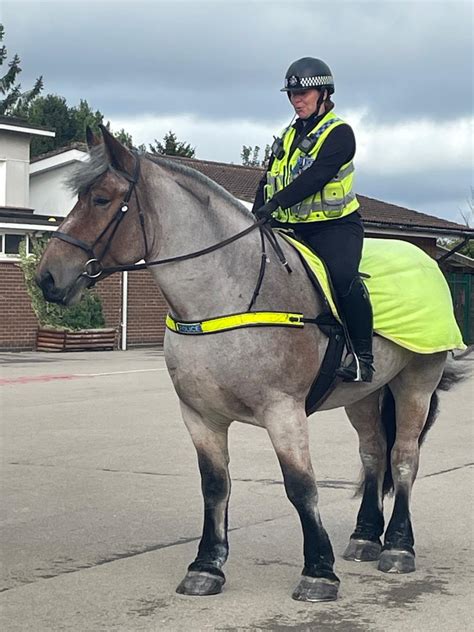 Meet Gloucestershire Constabulary's newest equine recruit, Berkeley ...