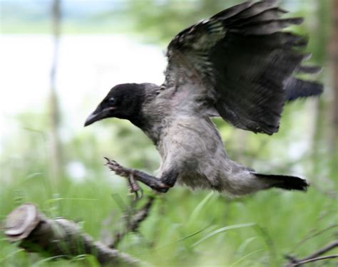 Precision landing | Crow landing on a branch on the ground | Niklas ...