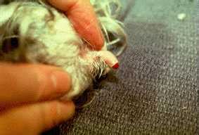 Bleeding Time Tests | Cornell University College of Veterinary Medicine