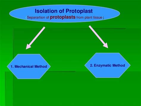 Protoplast culture