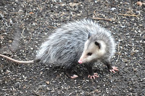 Creature Feature: Opossums Are Nature's Pest Control - Forest Preserve District of Will County