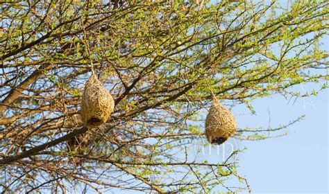 Amazing Weaver Bird nests hang in trees in Botswana, Africa - THPStock