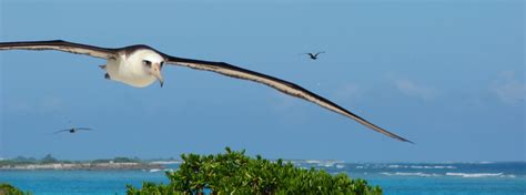 Midway Atoll National Wildlife Refuge Guide - CoralRealm