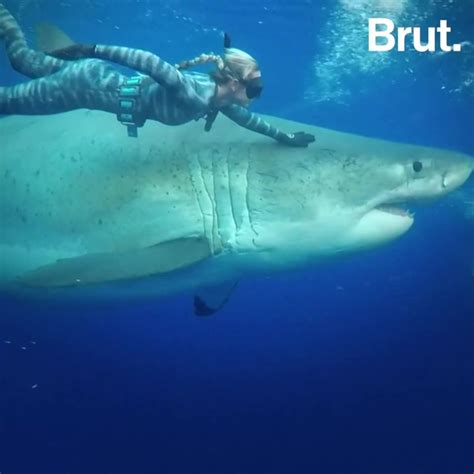 A huge pregnant female great white shark was spotted near Hawaii | Brut.