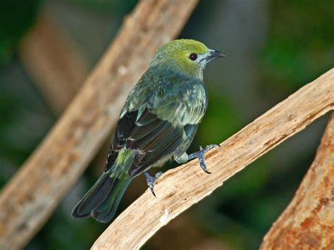 https://flic.kr/p/k1EPAZ | Thraupidae - Thraupis palmarum Parrot ...