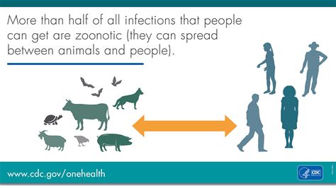 Zoonotic Diseases and Why We Are So Interested in Bats