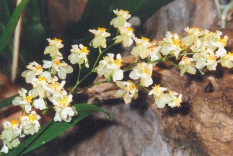 Oncidium - Orchids In Our Tropics