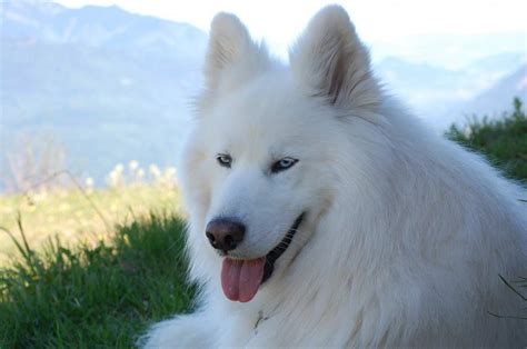 Canadian Eskimo Dog - Profile | Temperament | Size | Lifespan - Dog Dwell