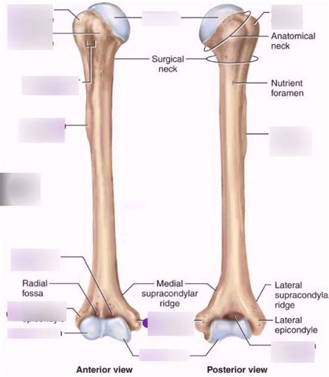 Right Humerus Anterior And Posterior View