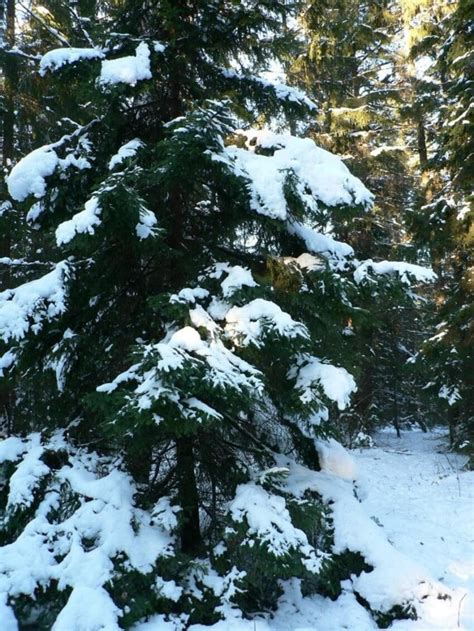 Free picture: snow, spruce, tree