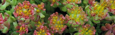 Sedum: Stonecrop