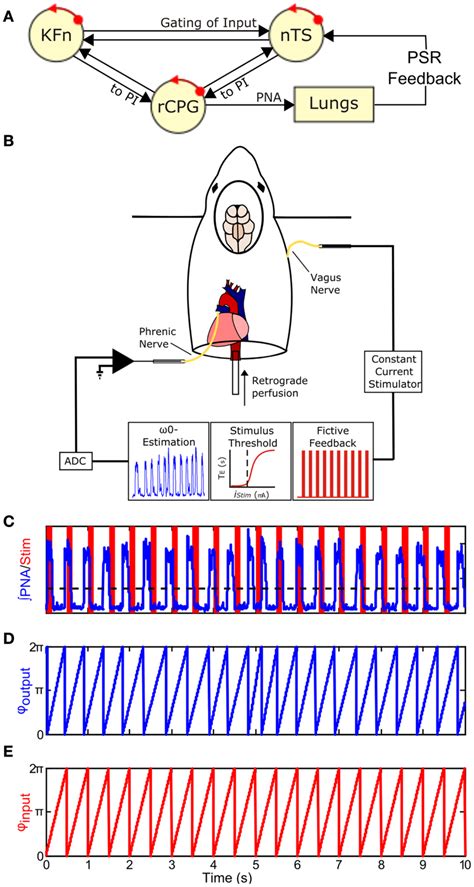 Frontiers | Decreased Hering–Breuer Input-Output Entrainment in a Mouse Model of Rett Syndrome ...