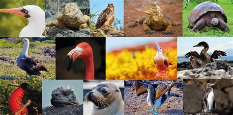 What are Galapagos' most iconic species? Top 15 species you can't miss!