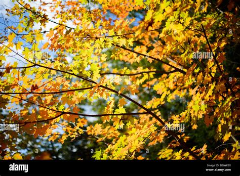 Upstate new york fall foliage hi-res stock photography and images - Alamy