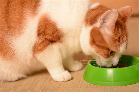 Food Allergies in Cats - Symptoms, Causes, Diagnosis, Treatment, Recovery, Management, Cost